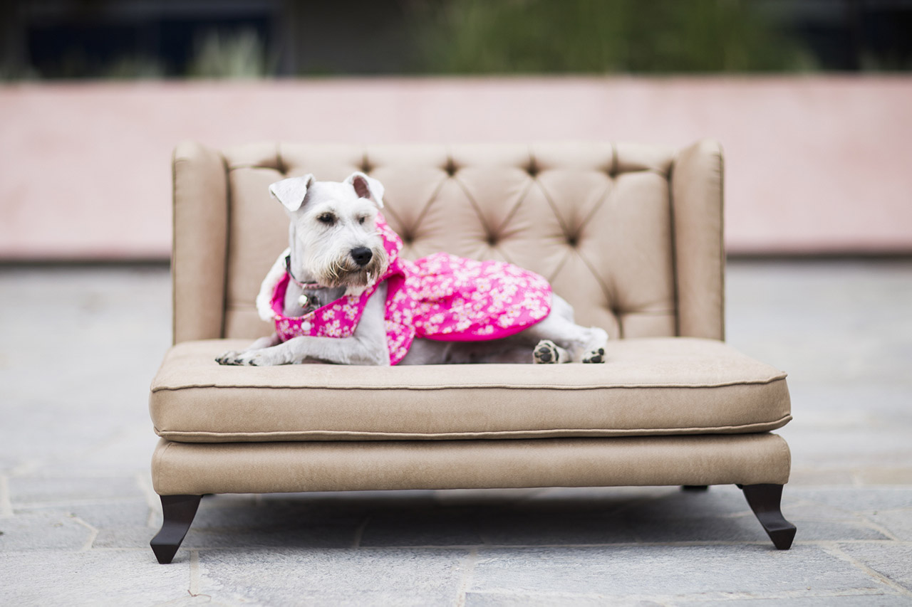 sombrero Mente Todavía Sofá Victoria - Camas para perros delivery a Lima y Perú | Nuku.pe Los  mejores accesorios para tu mascota | Delivery