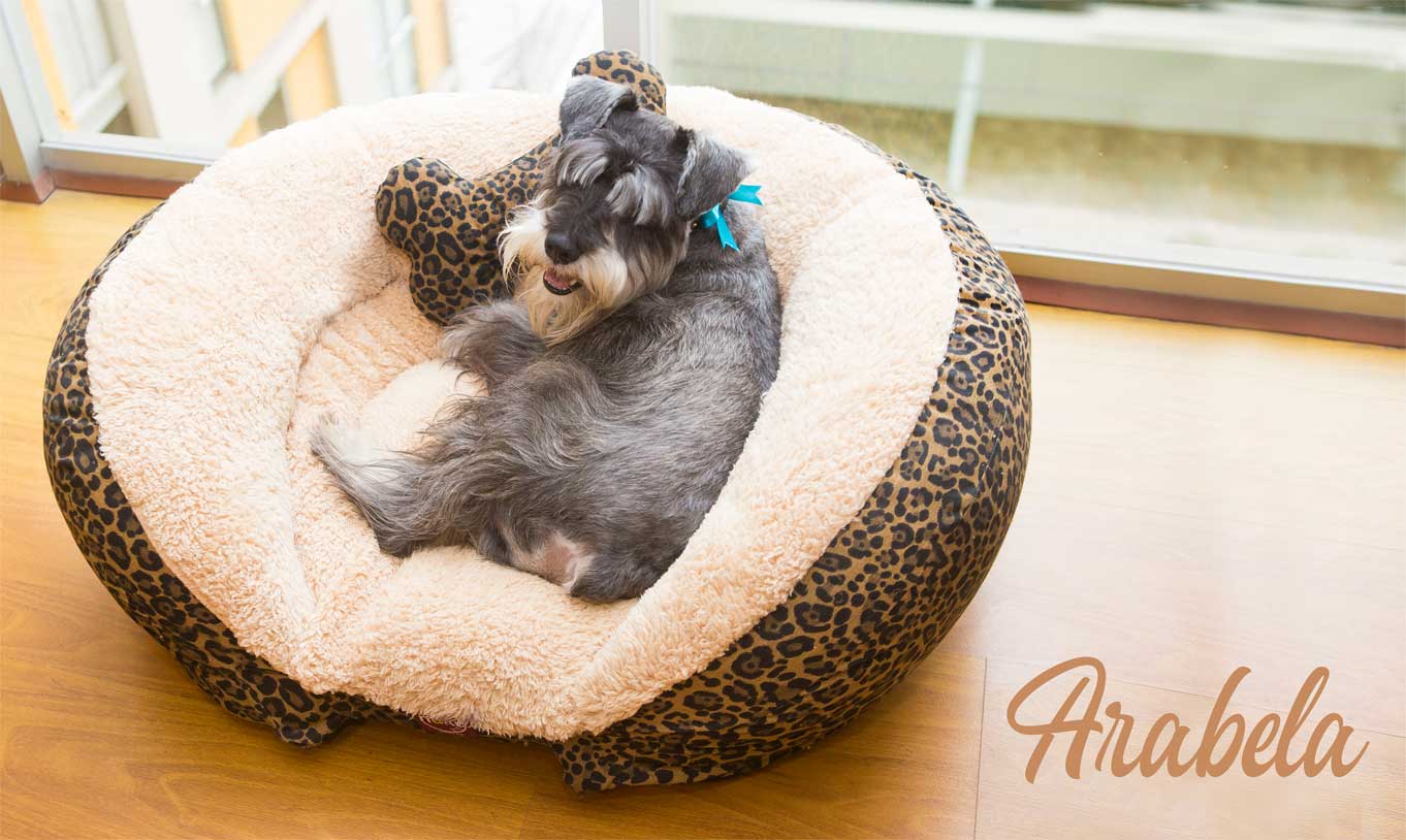 Cama para perro en Lima Peru Arabela Nuku Camas para perros