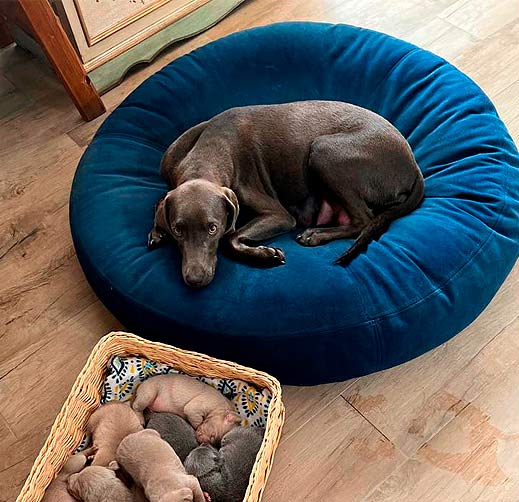 PROTECCIÓN & SEGURIDAD EN EL COCHE  Productos para perros, Camas para  perros, Moldes ropa para perros