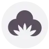 Algodon